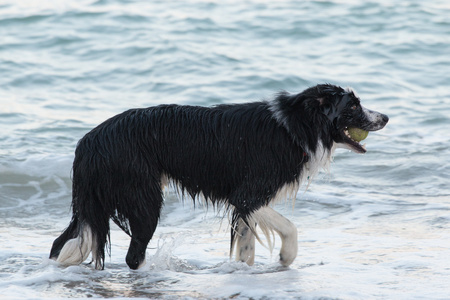 边境牧羊犬