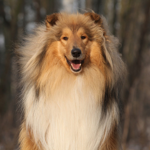 美丽的苏格兰牧羊犬微笑