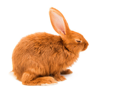 有大耳朵的动物图片