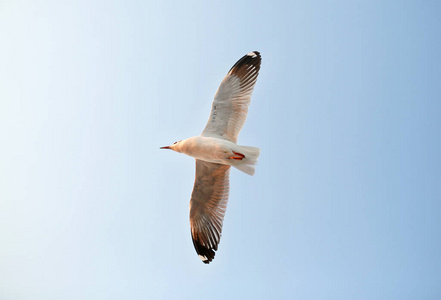 一只在天空中飞翔的海鸥图片