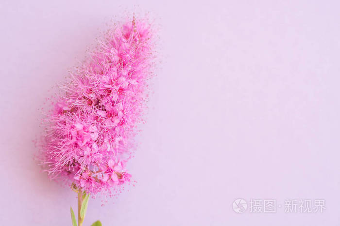 花卉背景与粉红色的花光滑的聚焦图像