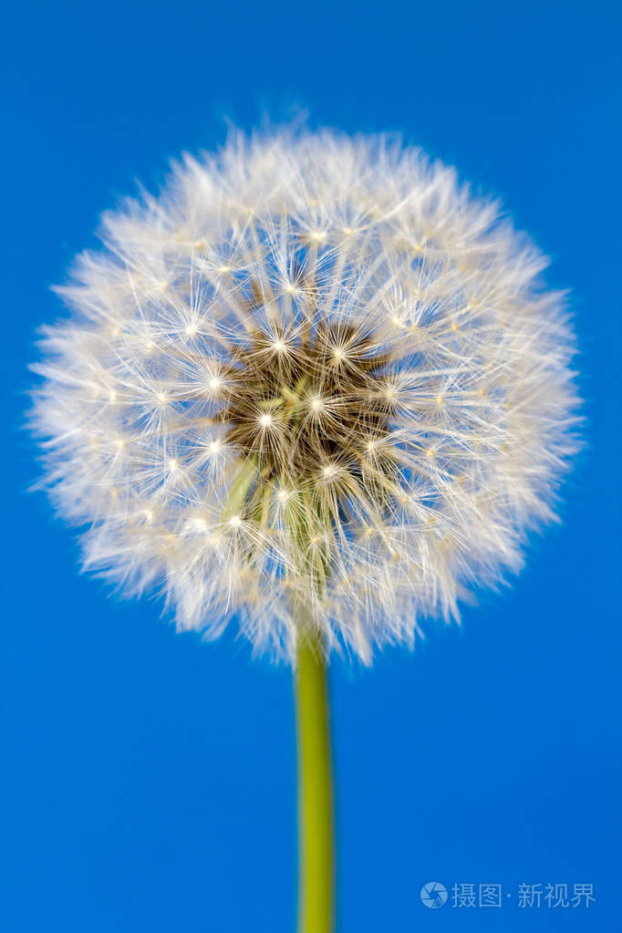 孤立在蓝色背景上的白色蒲公英花
