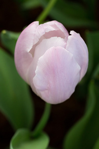 色彩艳丽的郁金香花盛开花卉花园