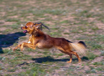 玩具犬品种的狗