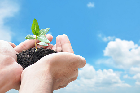 手中拿着绿苗与土壤照片