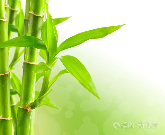 新鲜竹子背景