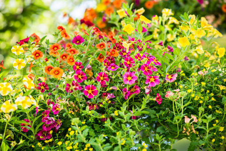 替代花屋顶花园