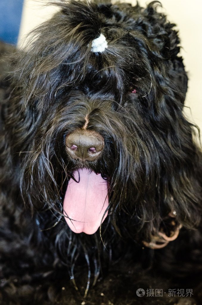 黑俄罗斯梗的肖像