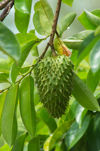 Soursop 水果树上