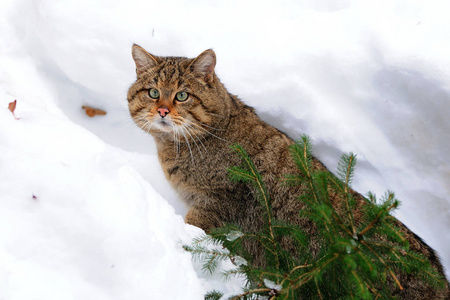 野生的家猫图片