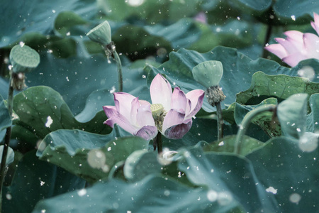 粉红色莲花盛开