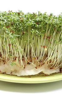山野菜图片 山野菜素材 山野菜插画 摄图新视界 山野菜图片 山野菜素材 山野菜插画 摄图新视界