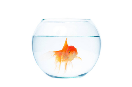 金鱼与白色背景上的鱼缸照片