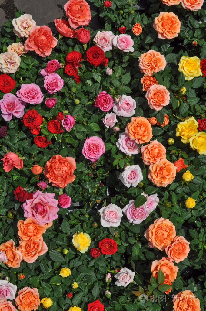 月季花