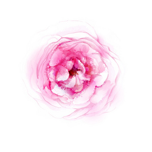 水彩玫瑰花朵图片