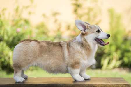 在阳光明媚的夏日草地上的威尔士矮脚狗狗照片
