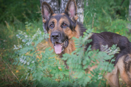 德国牧羊犬在阳光明媚的秋天