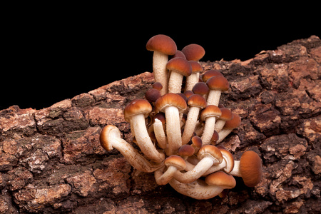 杨树蘑菇PholiotaAegerita