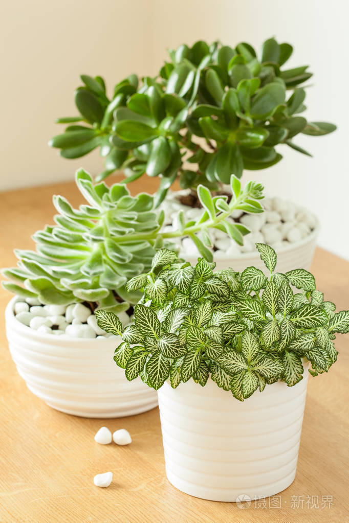 盆栽植物网纹草albivenis 掌木 Whi Echeveria照片 正版商用图片0c7ycd 摄图新视界