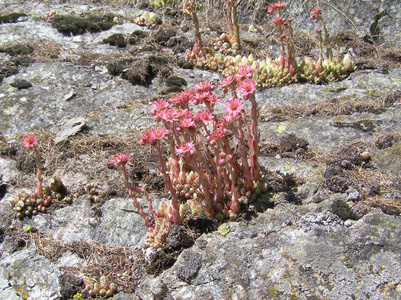 屋顶长生花