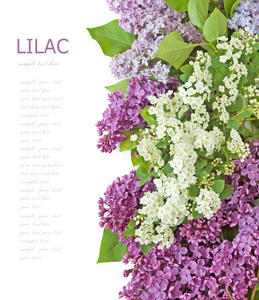 淡紫色的花背景上带有示例文本的白色孤立