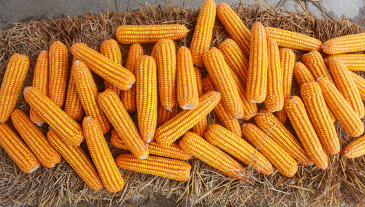 干的玉米种子图片