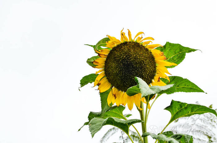 在白色背景的向日葵树