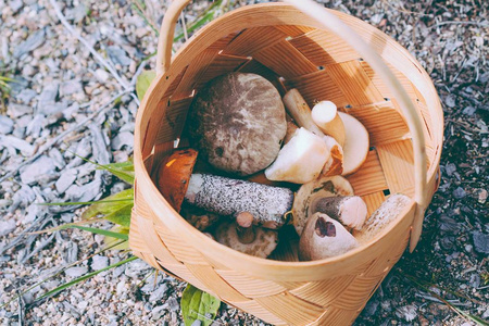 食用菌在芬兰在篮子里图片