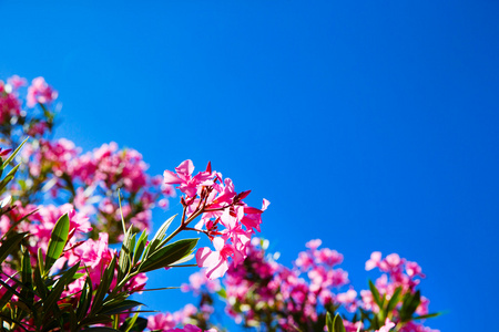 粉红色的花朵在天空上