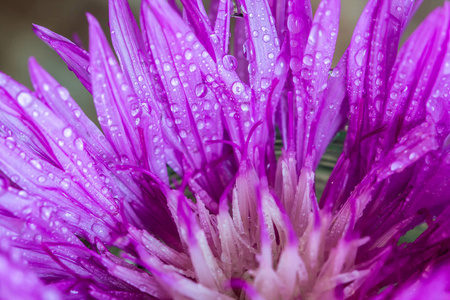 用湿的紫色花瓣打开花芽