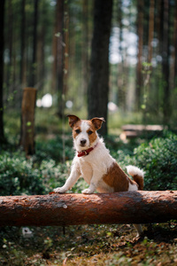 狗杰克罗素梗犬走上性质