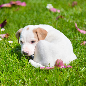 混血可爱的小狗在草地上