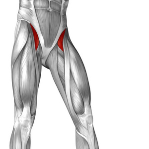 人类的大腿解剖