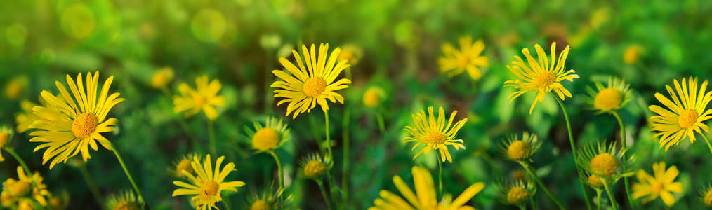 Doronikum 在花园里的花