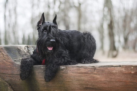 黑色雪纳瑞犬黑色雪纳瑞犬在秋天坐在板凳上照片