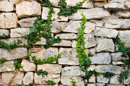 石头墙的绿色常春藤图片
