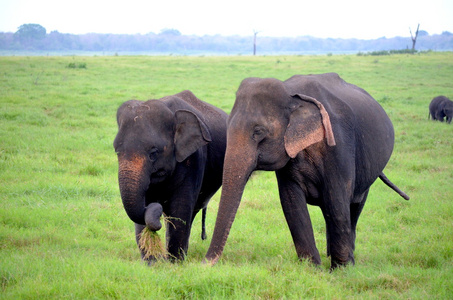 斯里兰卡萨凡纳的印度大象图片