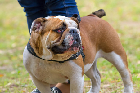 英国斗牛犬特写