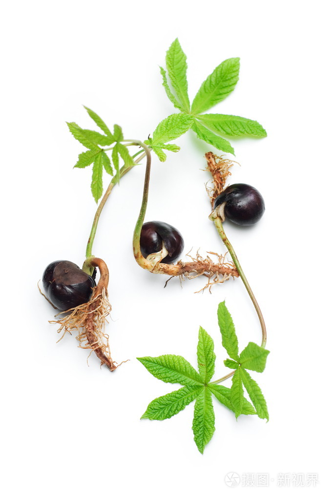 板栗发芽照片-正版商用图片0c8gfx-摄图新视界