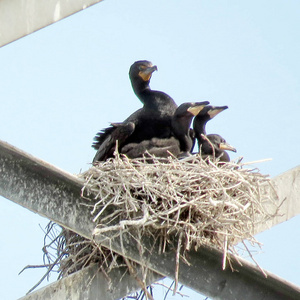 多伦多鸬鹚和雏鸟在巢上传输塔 2