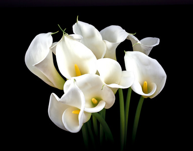 马蹄莲马蹄莲图片