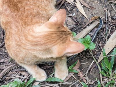 猫狩猎蛇图片