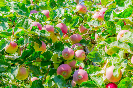 橙色水果树树枝图片-橙色水果树树枝素材-橙色水果树