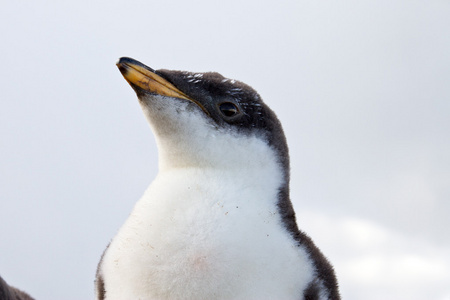 papua在岛上筑巢的falkland企鹅采用南极洲,水鸟pengu采用采用群