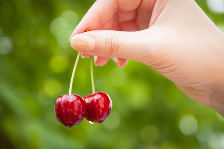 红樱桃水滴一个女人的手捧着新鲜红樱桃与水滴.绿色的树叶背景照片