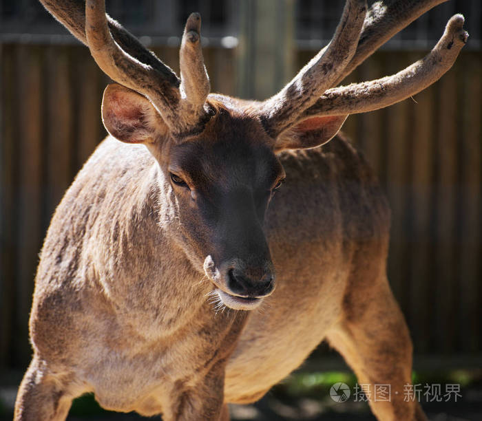 马鹿的特写肖像