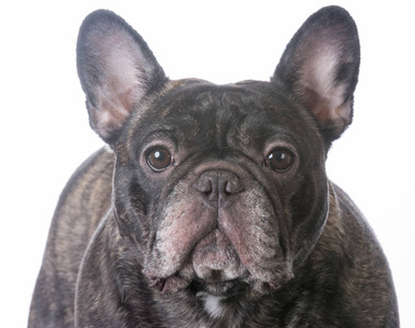 虎犬图片 虎犬素材 虎犬插画 摄图新视界 虎犬图片 虎犬素材 虎犬插画 摄图新视界