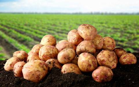 在地面上的新鲜土豆