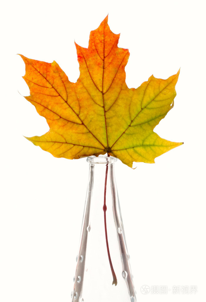在白色背景上隔离玻璃花瓶黄色枫叶