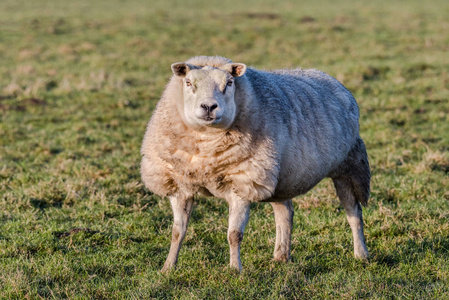 画像一只羊在草地上摆姿势